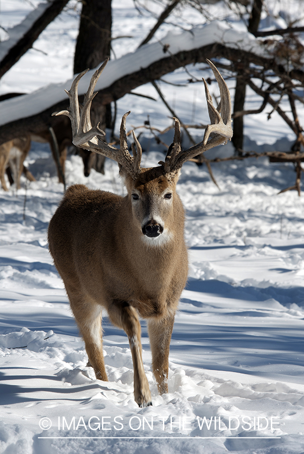 White-tailed buck in winter. 