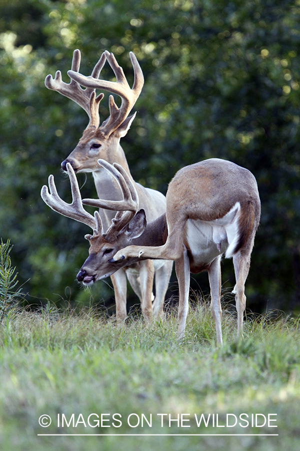 White-tailed bucks in velvet.  