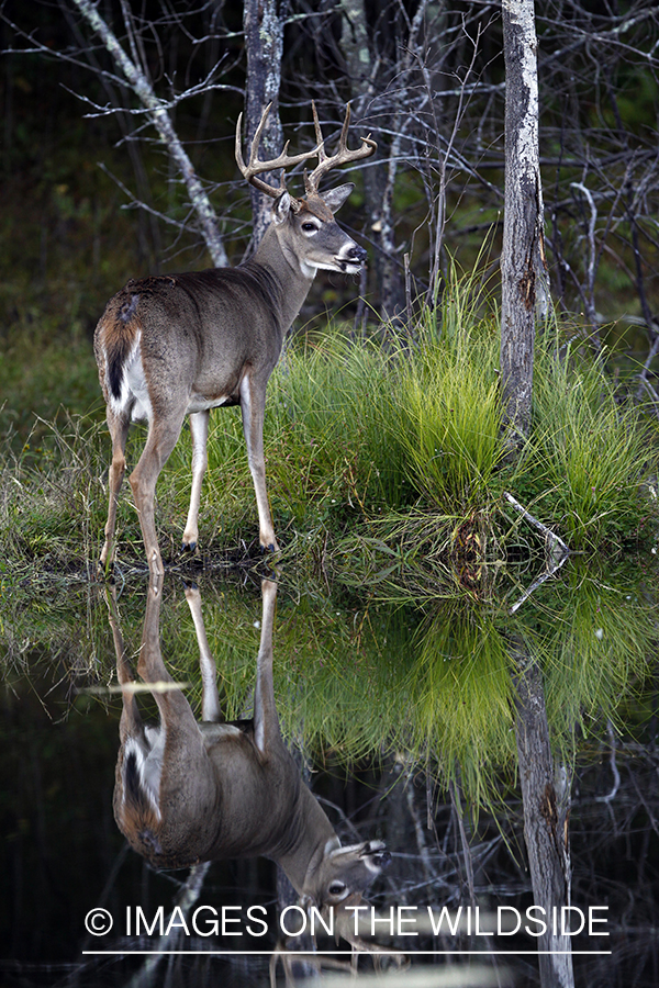 White-tailed buck with reflection. 