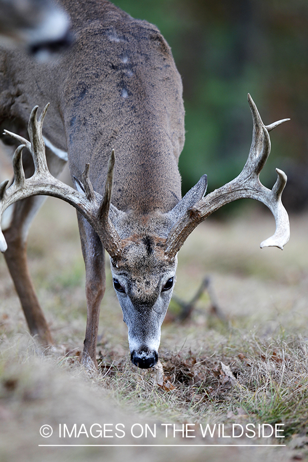 White-tailed buck investigating scrape. 