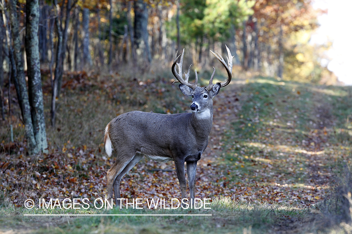 White-tailed buck in habitat. 