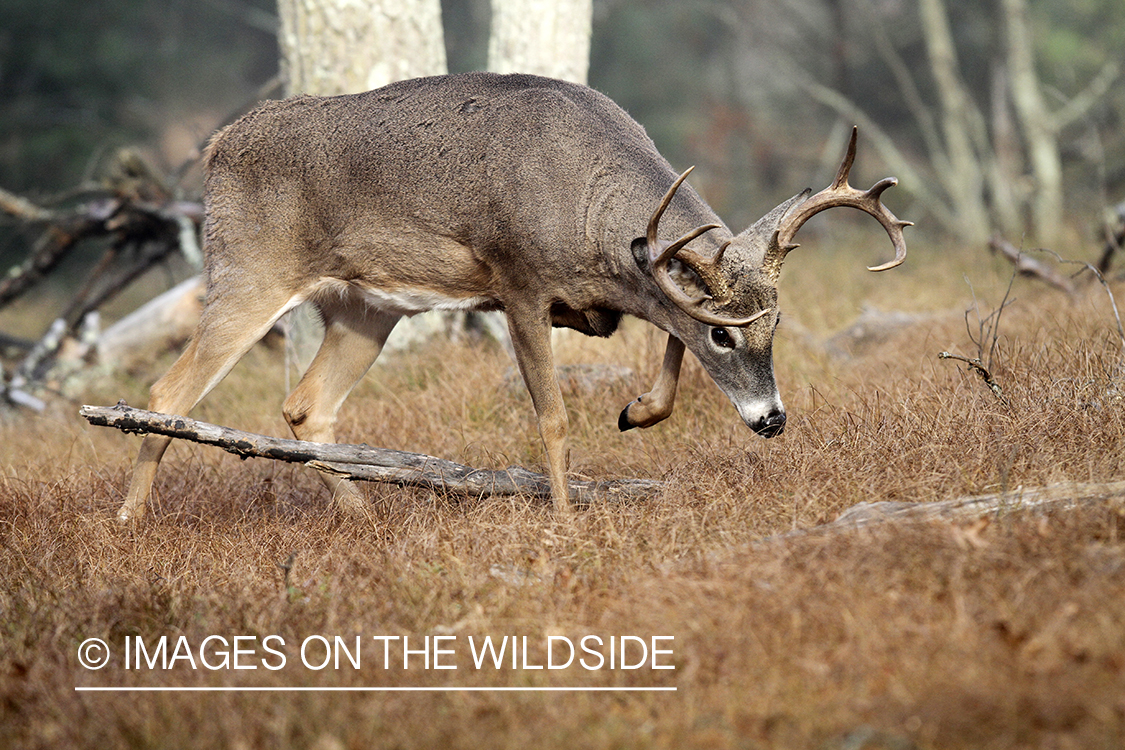 White-tailed buck in habitat.  