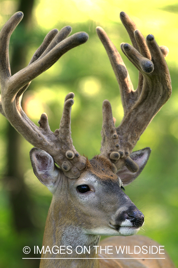 White-tailed buck in velvet.