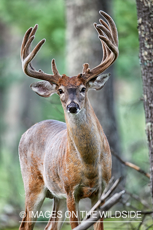 White-tailed buck in habitat.