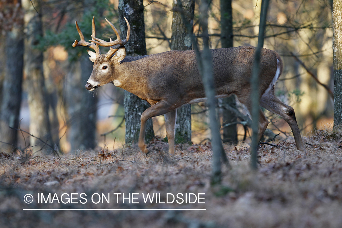 White-tailed buck in habitat.