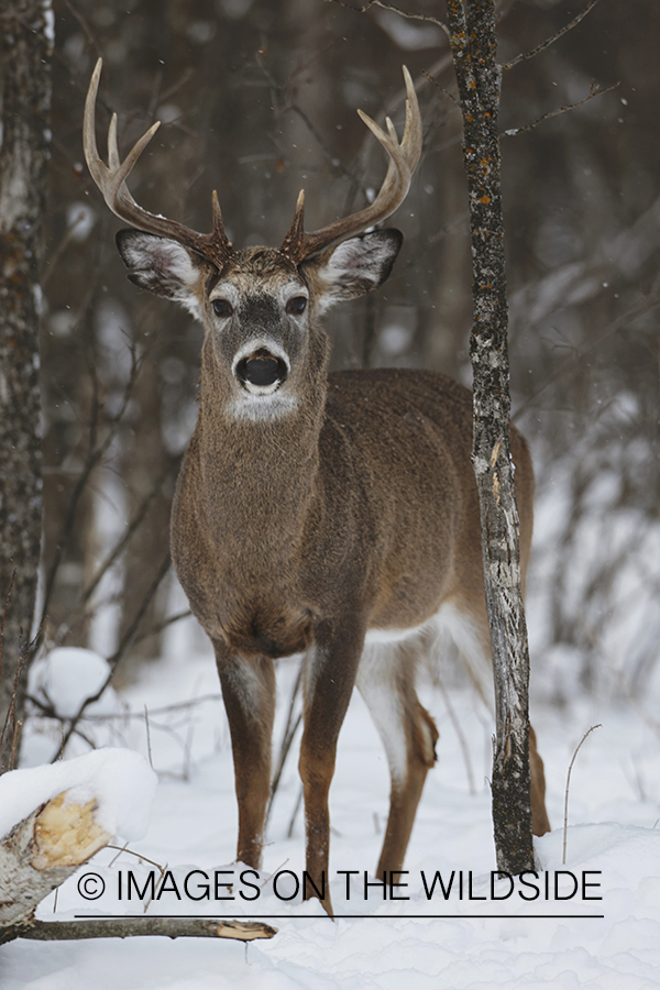 White-tailed buck in winter habitat.