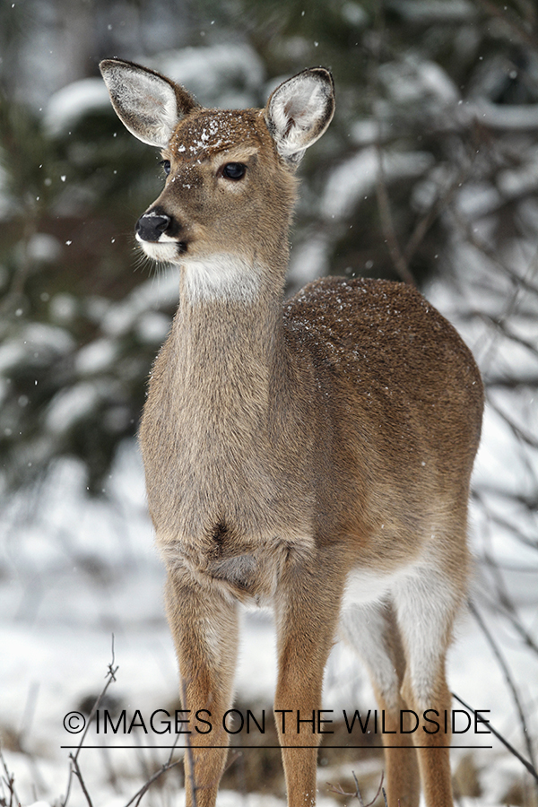 White-tailed fawn in habitat.