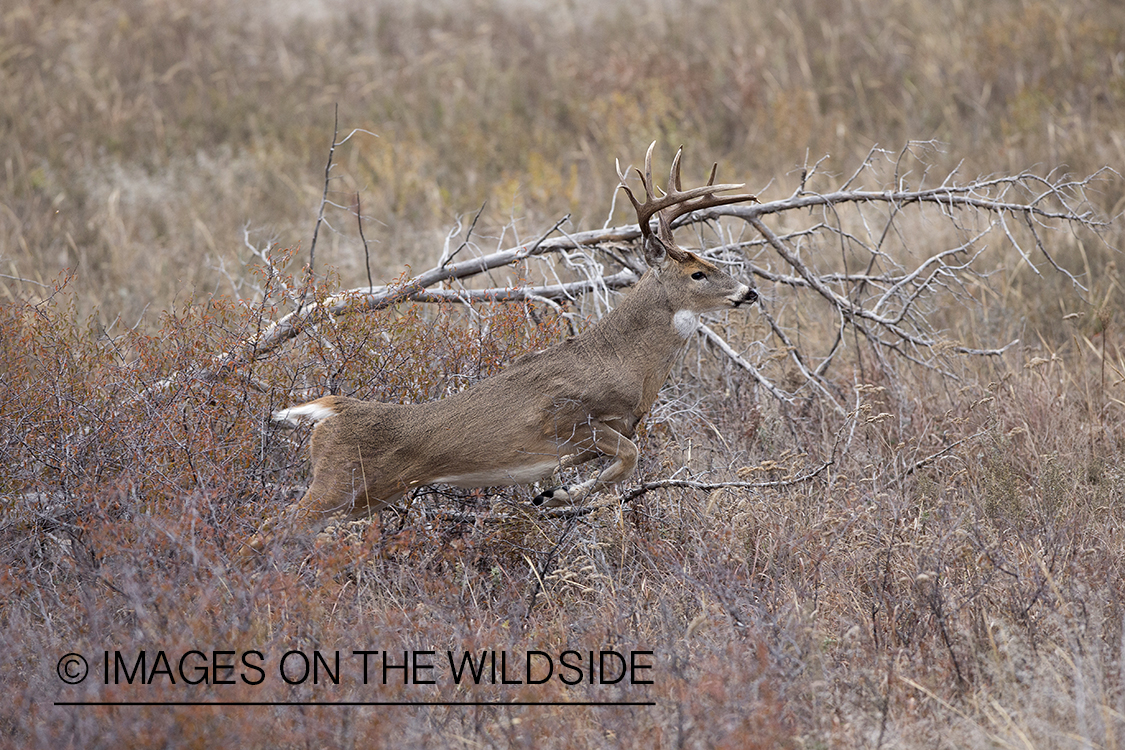 White-tailed buck running in habitat.