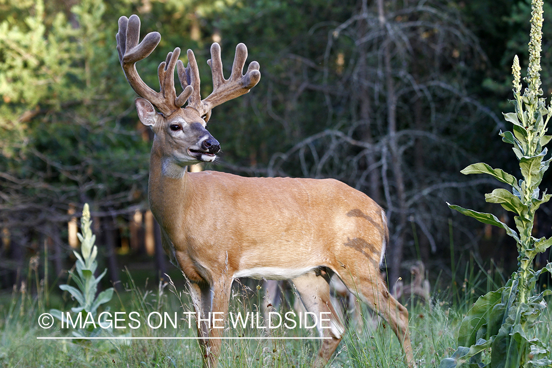 White-tailed buck in habitat.