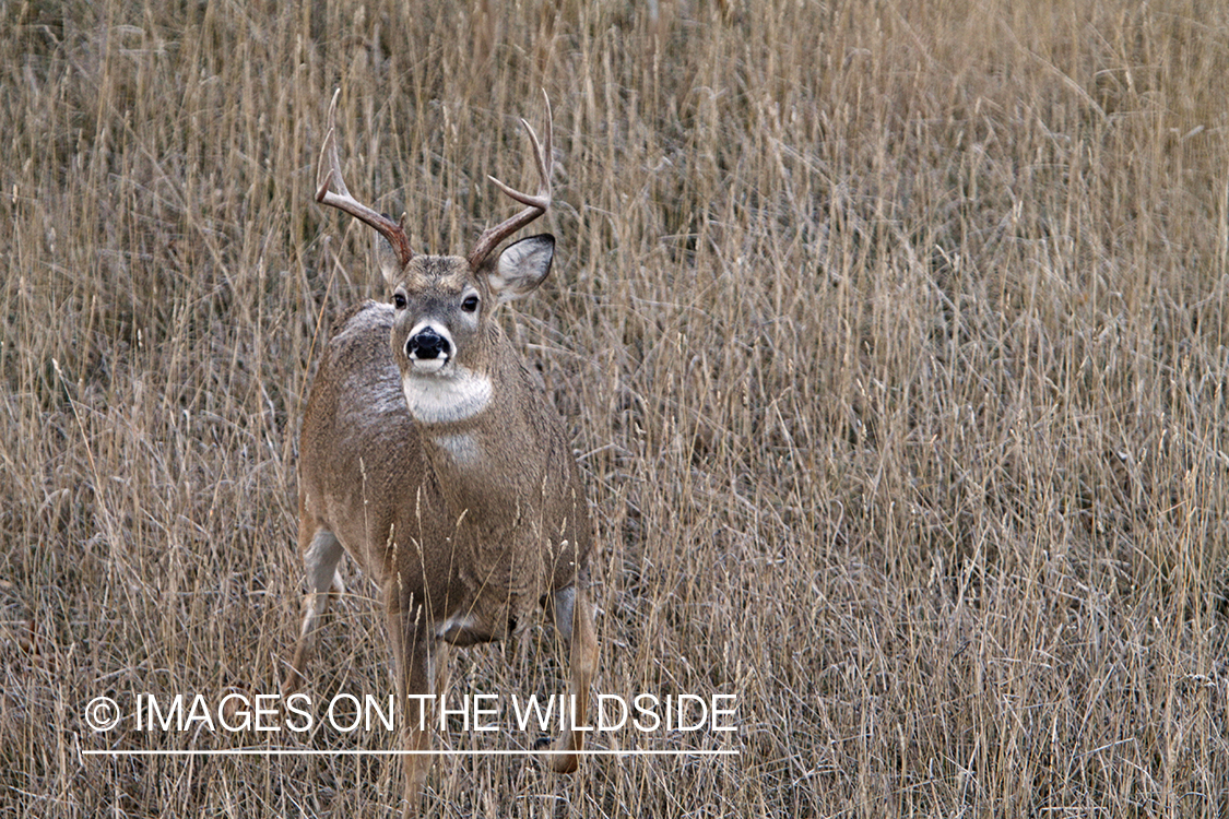 View of White-tailed buck in habitat from tree stand.