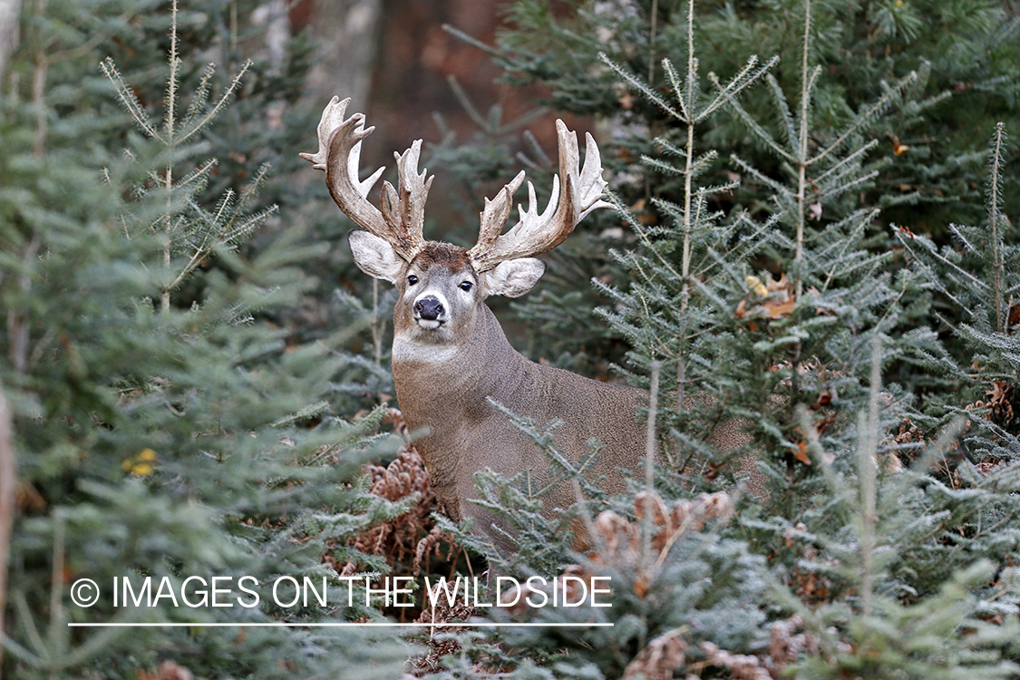 White-tailed buck in habitat.