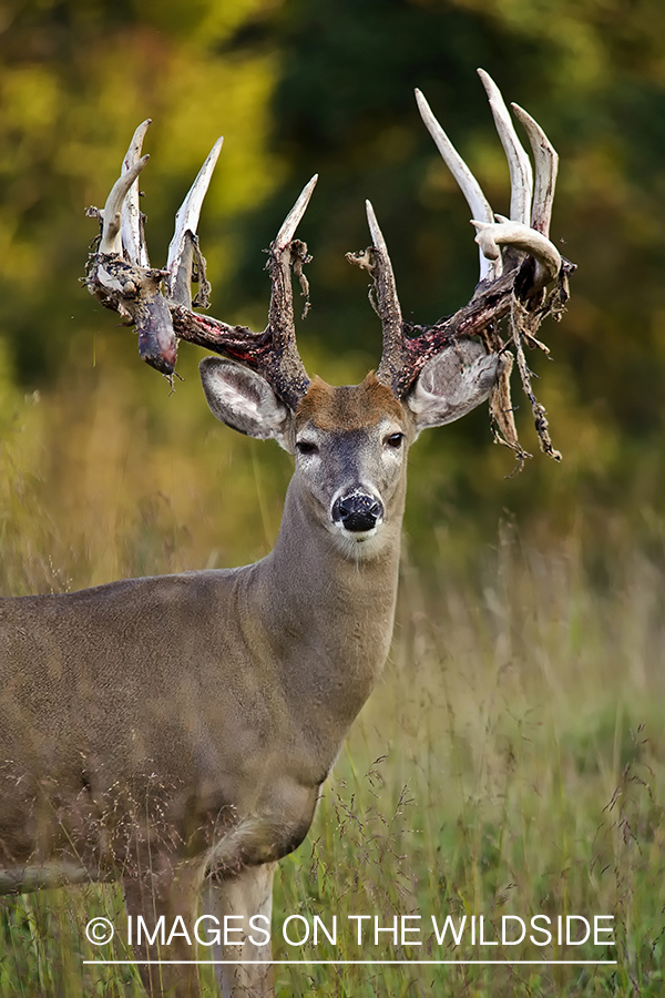 White-tailed buck shedding velvet.