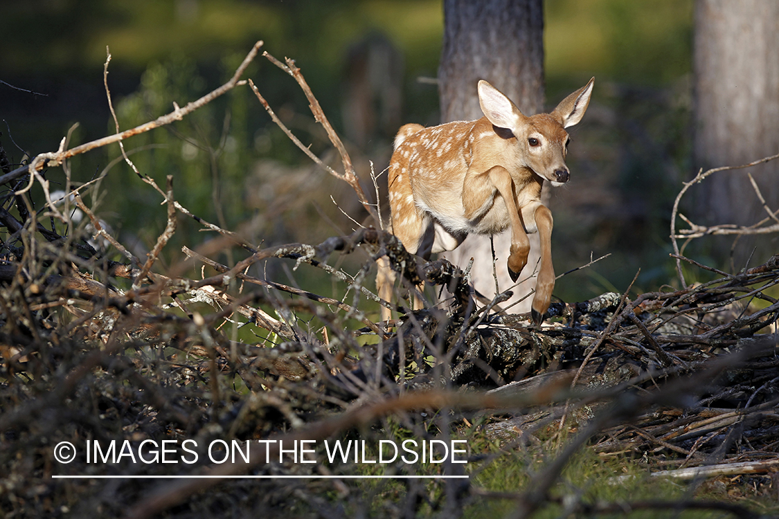 White-tailed fawn in habitat.