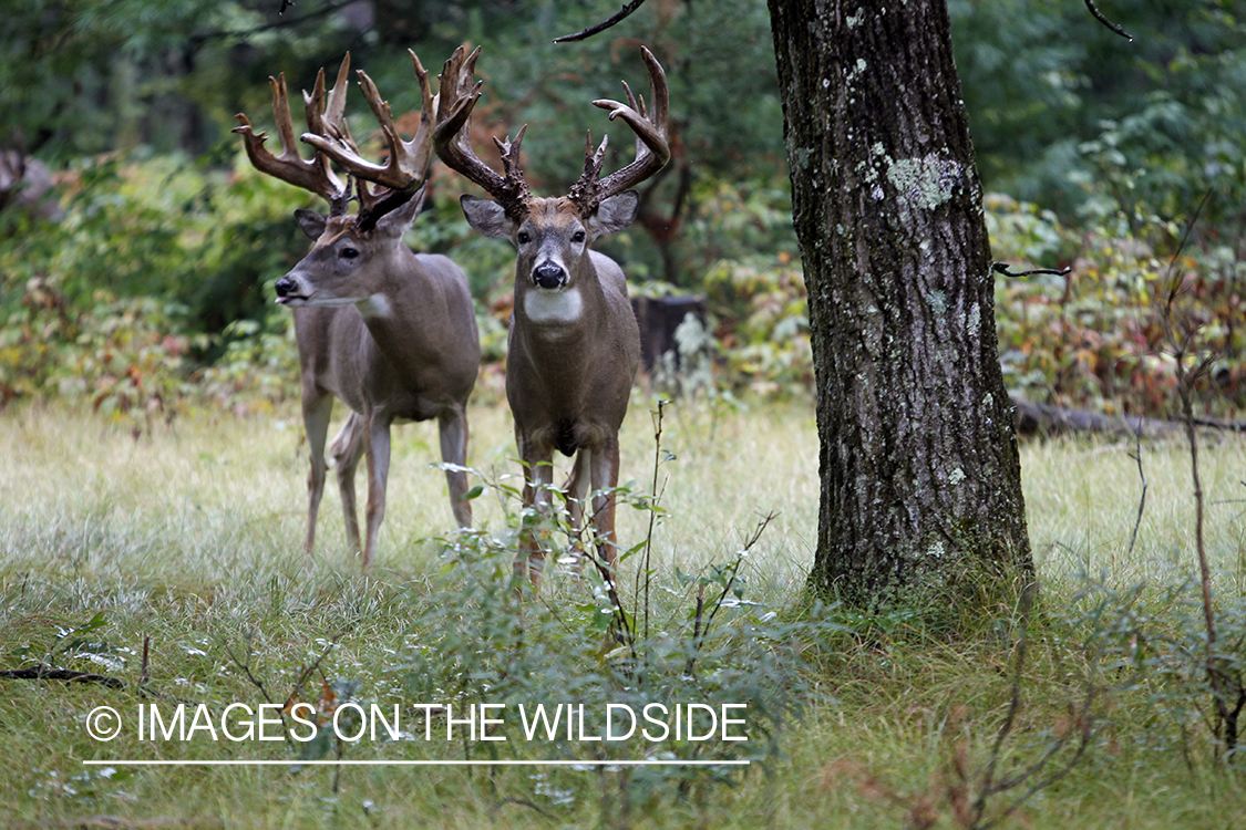 White-tailed bucks in habitat.