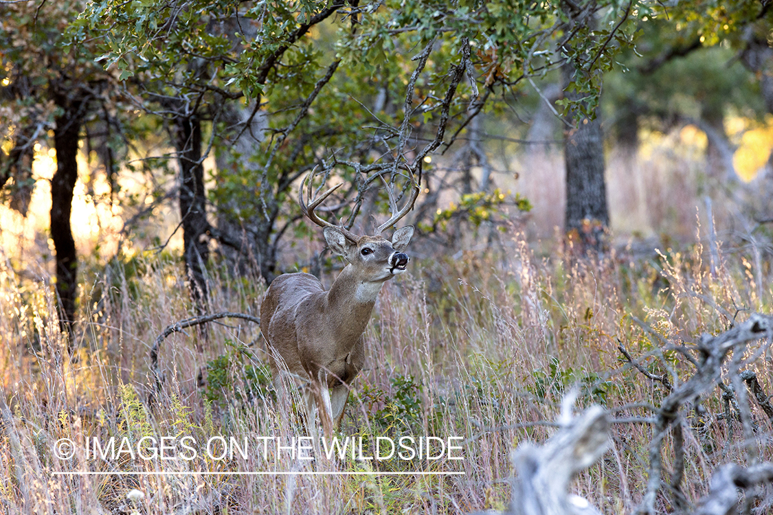 White-tailed buck lip curling.