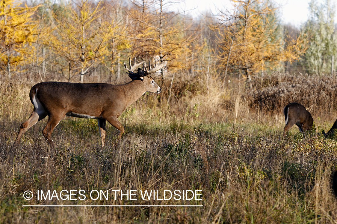 White-tailed buck approaching doe in the rut. 