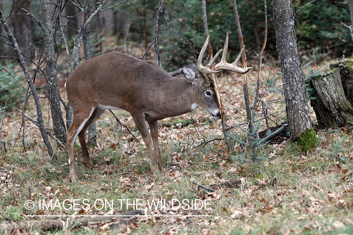 White-tailed buck making scrape.