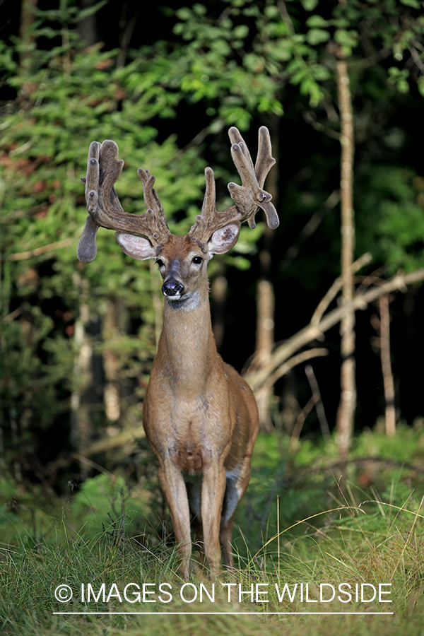 White-tailed Buck in Velvet.