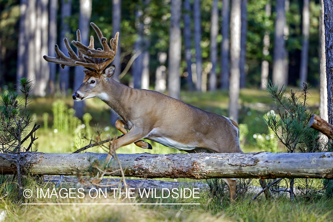 White-tailed buck jumping over log.