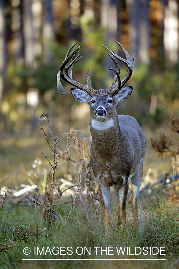 White-tailed buck in woods.