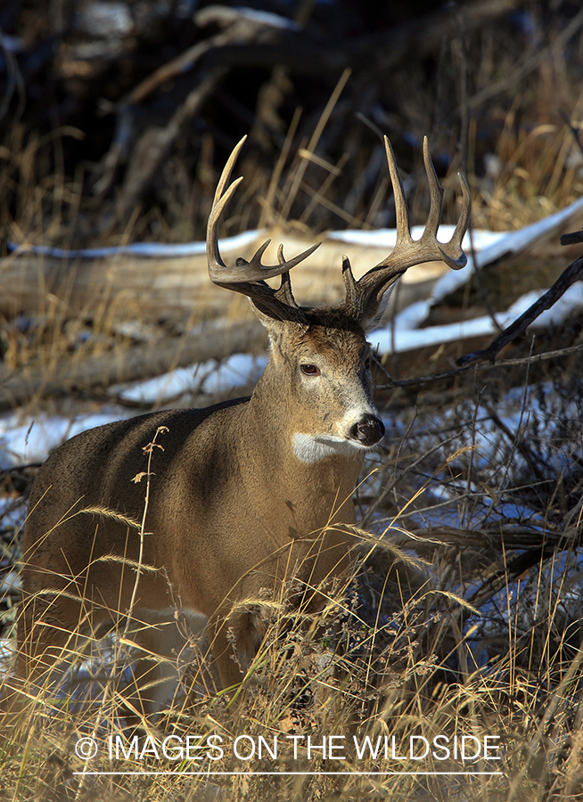 White-tailed buck in tree line.