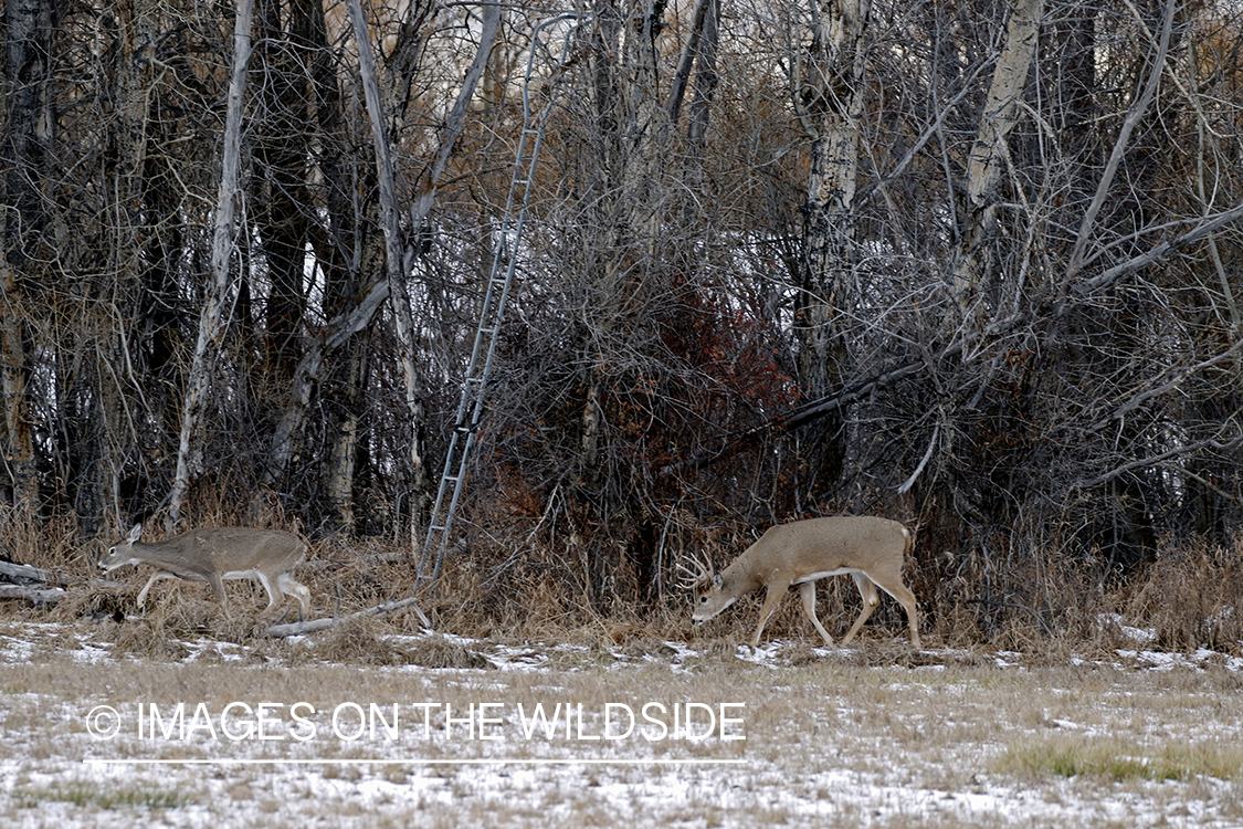 White-tailed buck with in heat doe under tree stand.