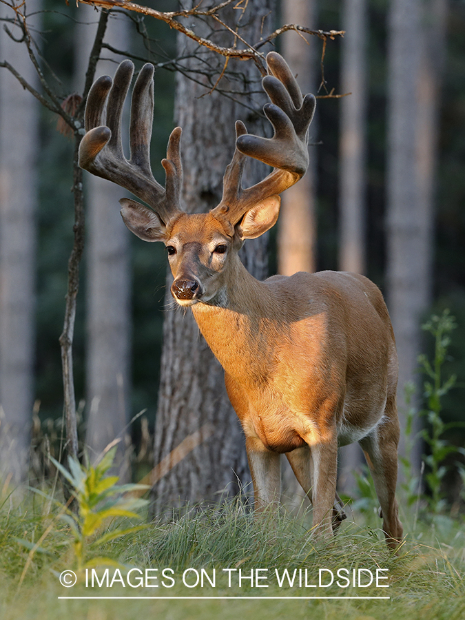 White-tailed buck in velvet.