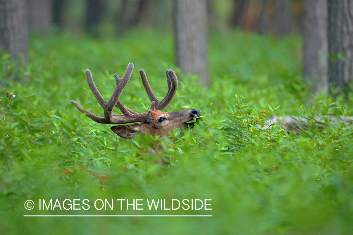 White-tailed deer buck in velvet eating leaves.