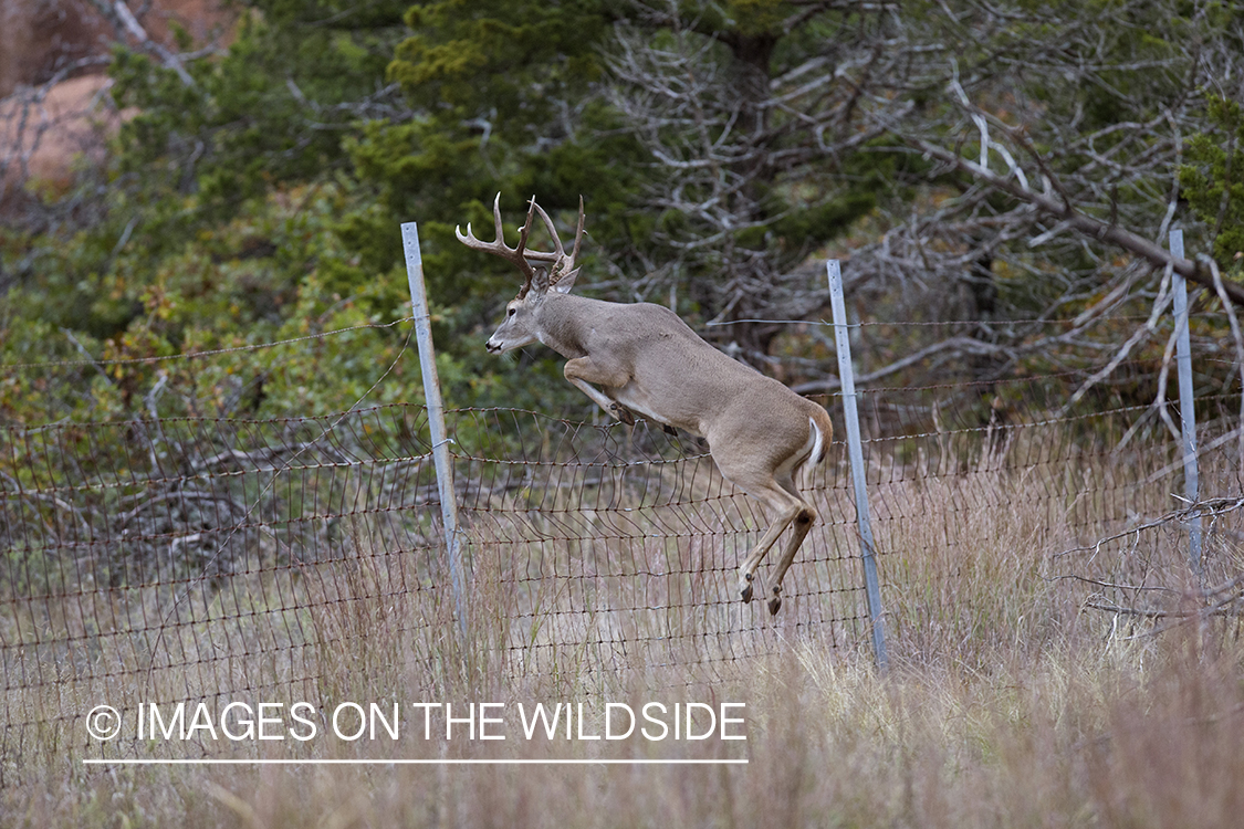 White-tailed buck jumping.