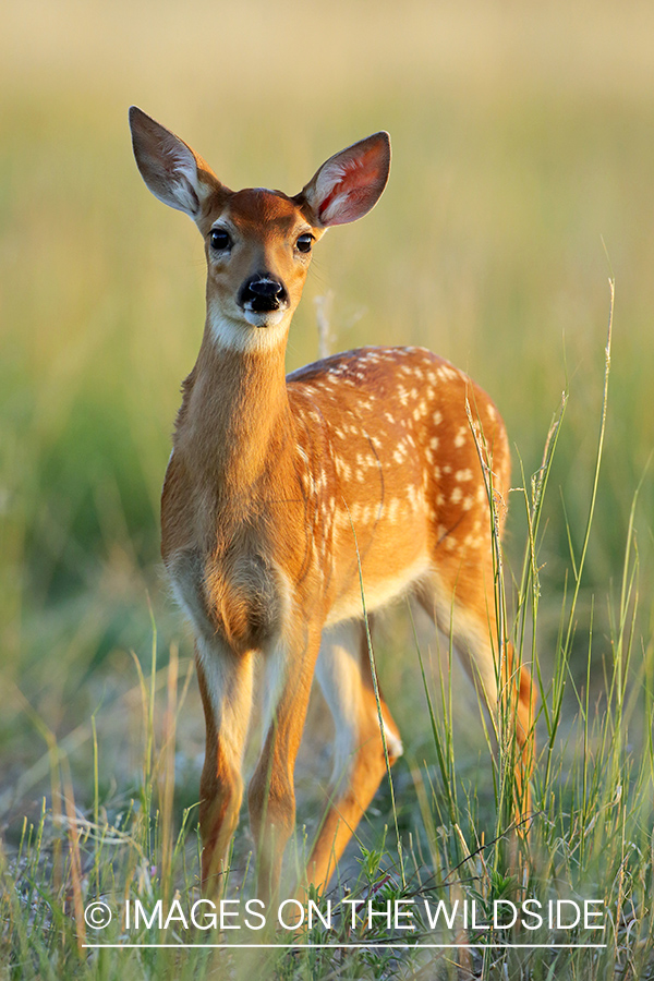 White-tailed fawn in field.