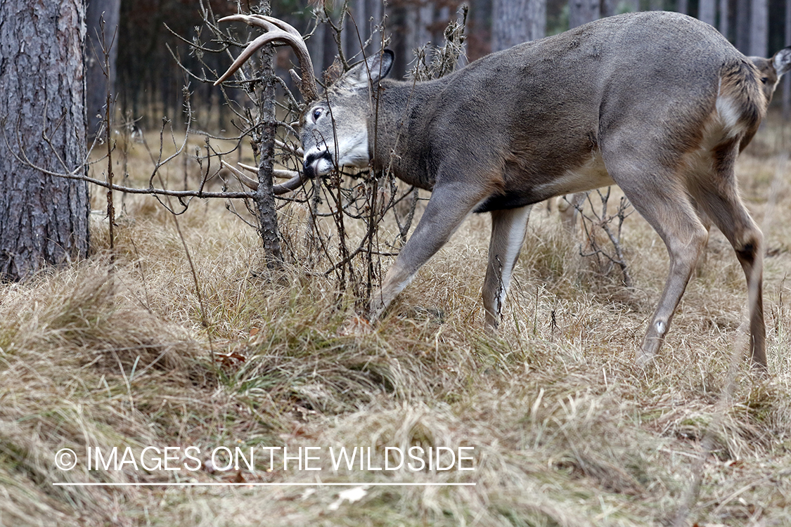 White-tailed buck making scrape.