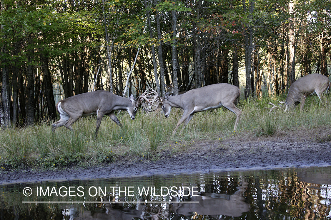 White-tailed buck in the rut.