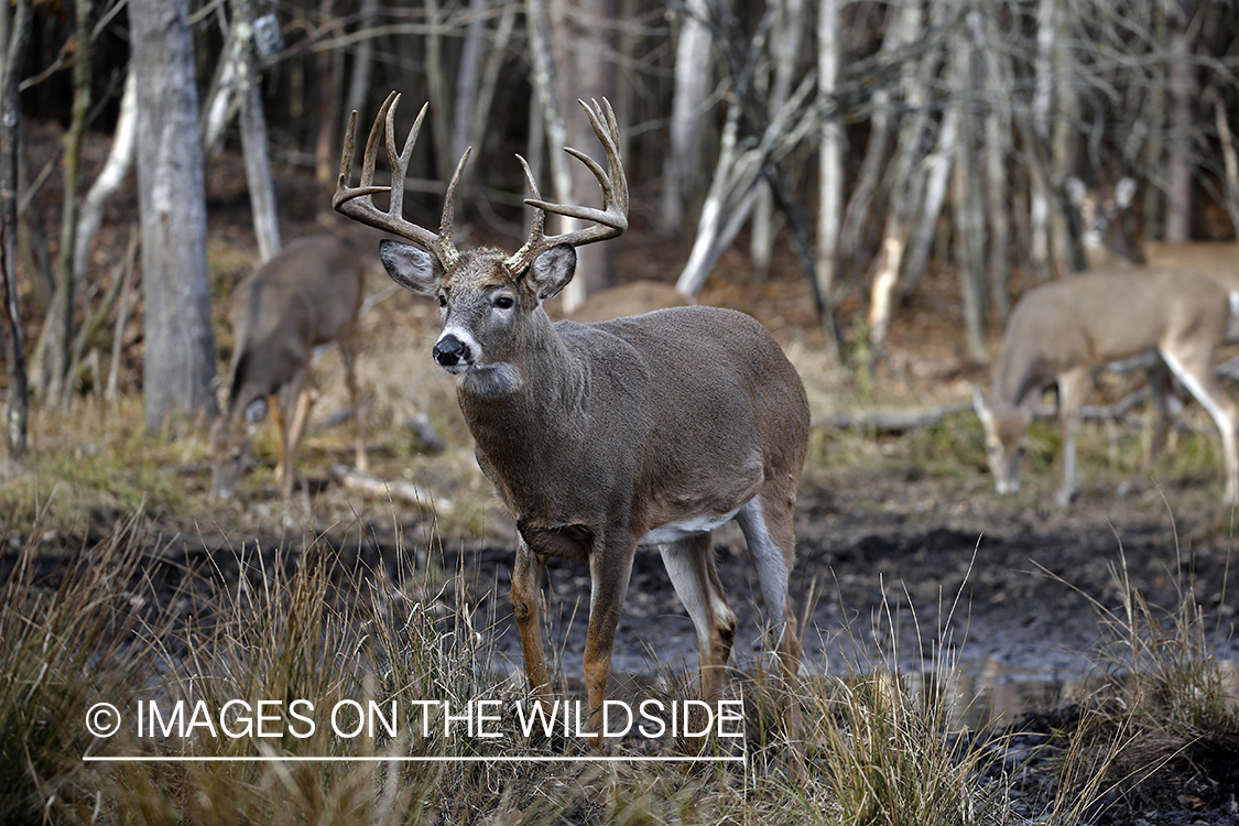 White-tailed buck in water.