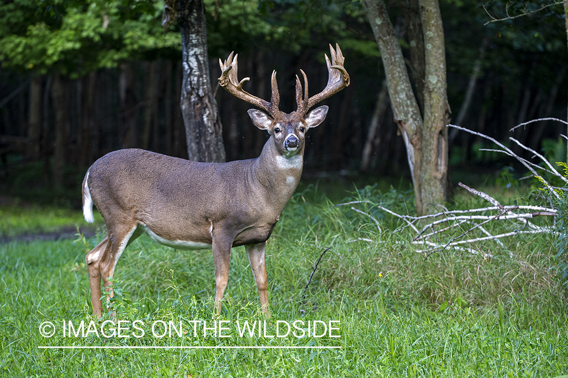 White-tailed buck in Velvet.