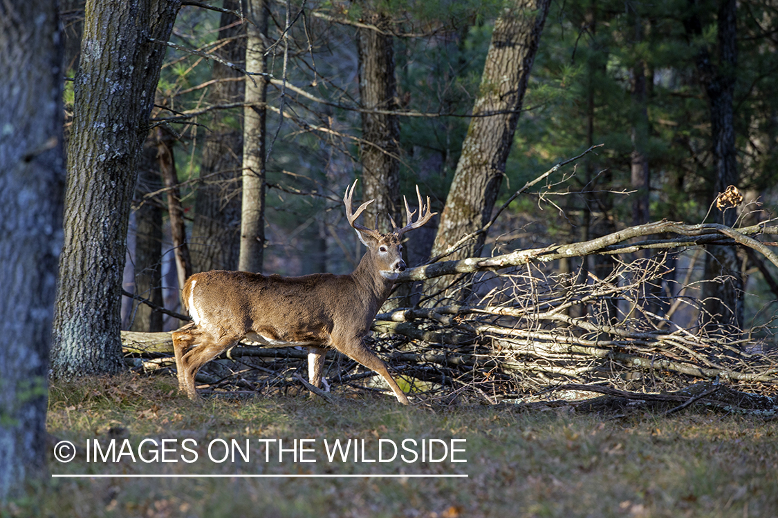 White-tailed buck in field.