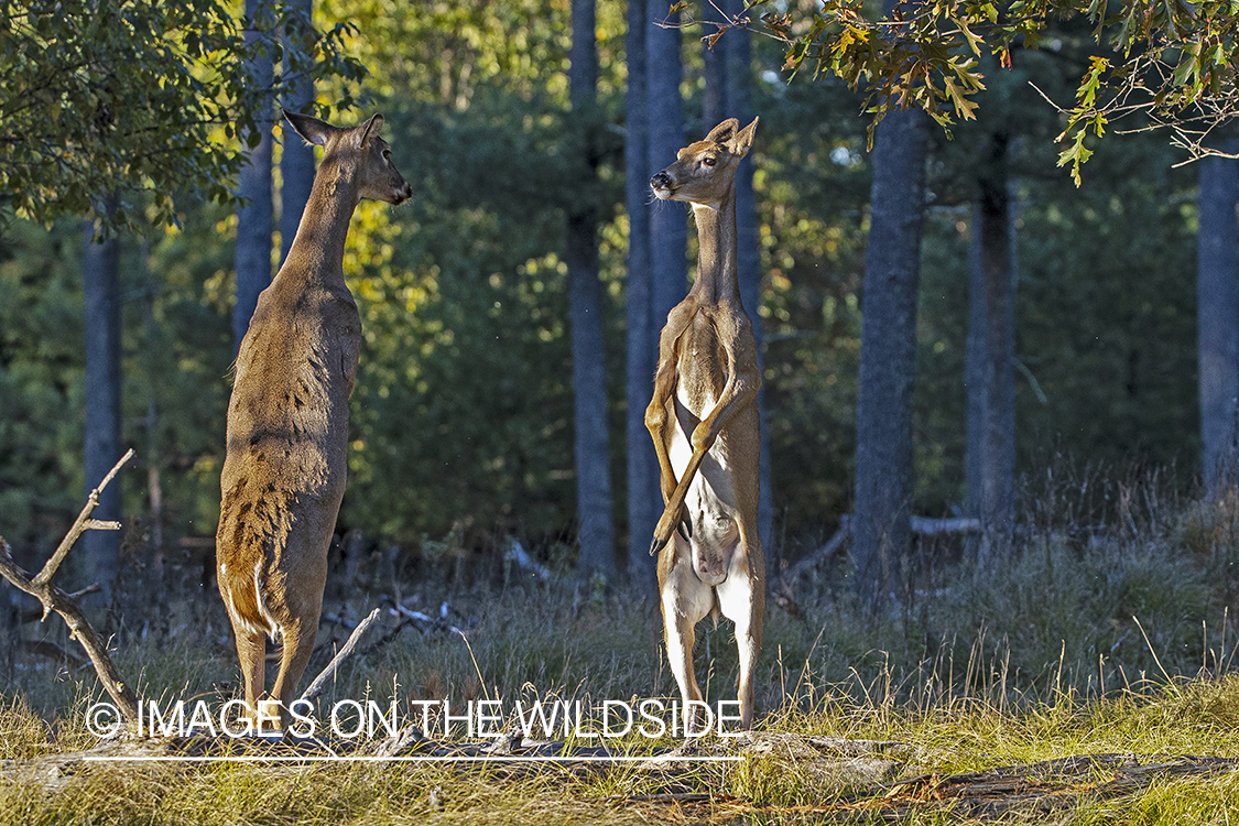 White-tailed does fighting.