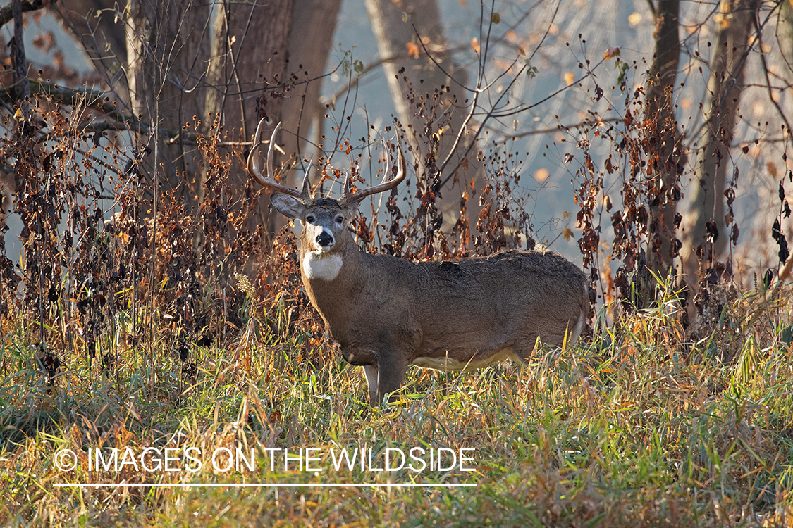 White-tailed buck in habitat.