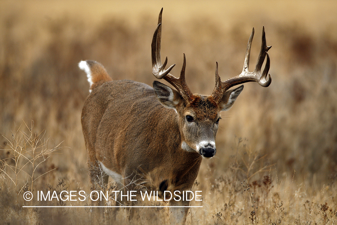 White-tailed deer in habitat