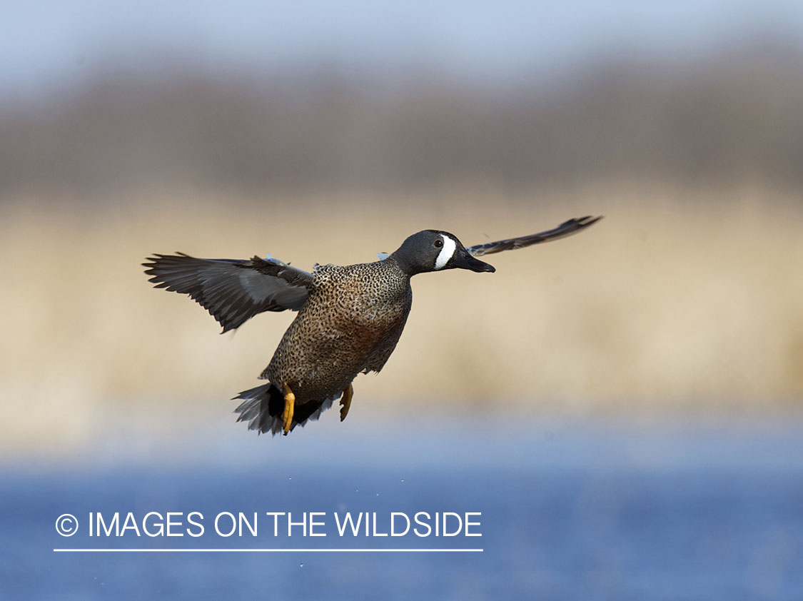 Blue-winged Teal in flight.