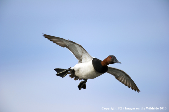 Canvasback duck in flight