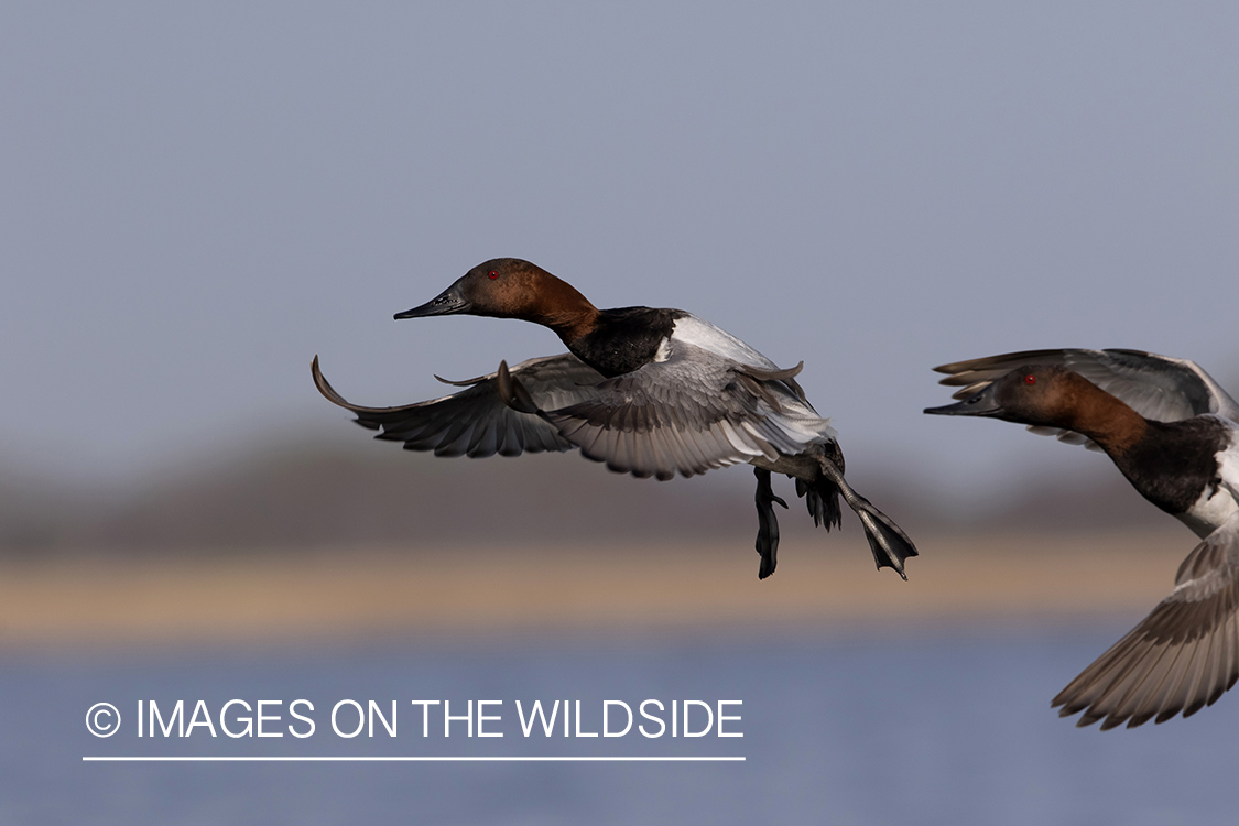 Canvasbacks in flight.