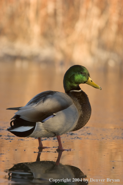 Mallard drake on ice.