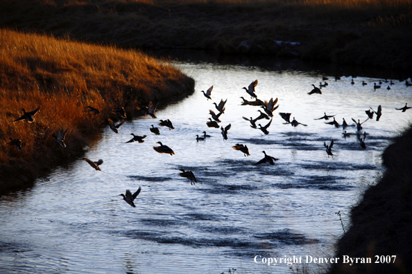 Mallard ducks in flight