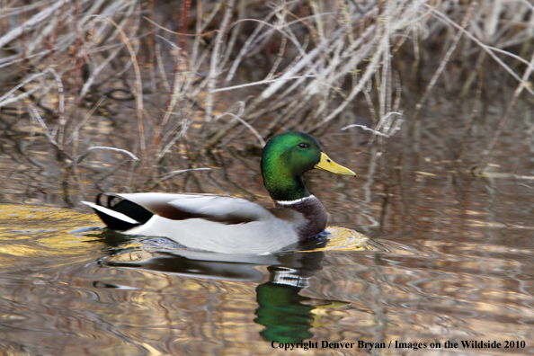 Mallard drake on the water