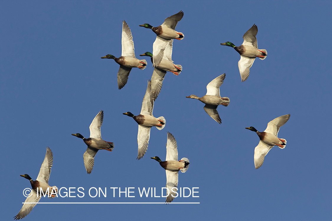 Mallards in flight.