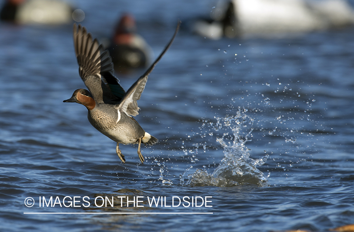 Green-winged Teal in flight.