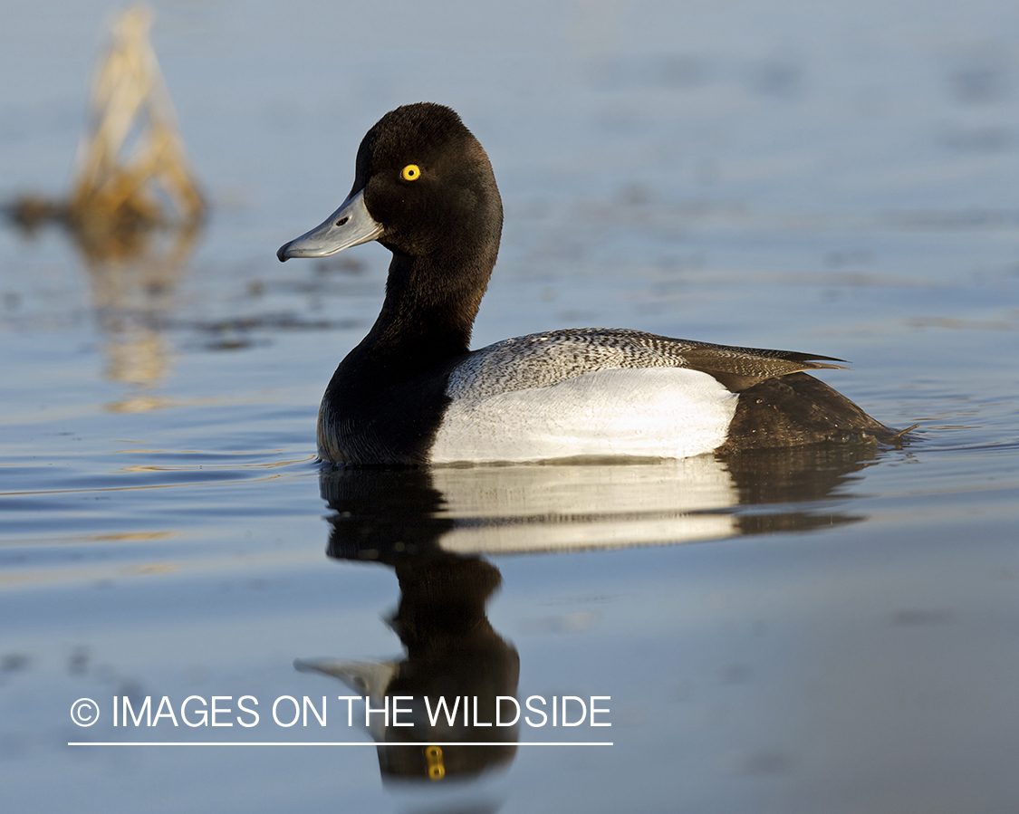 Lesser Scaup duck in habitat.