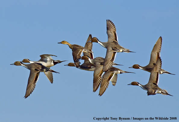 Pintails in habitat