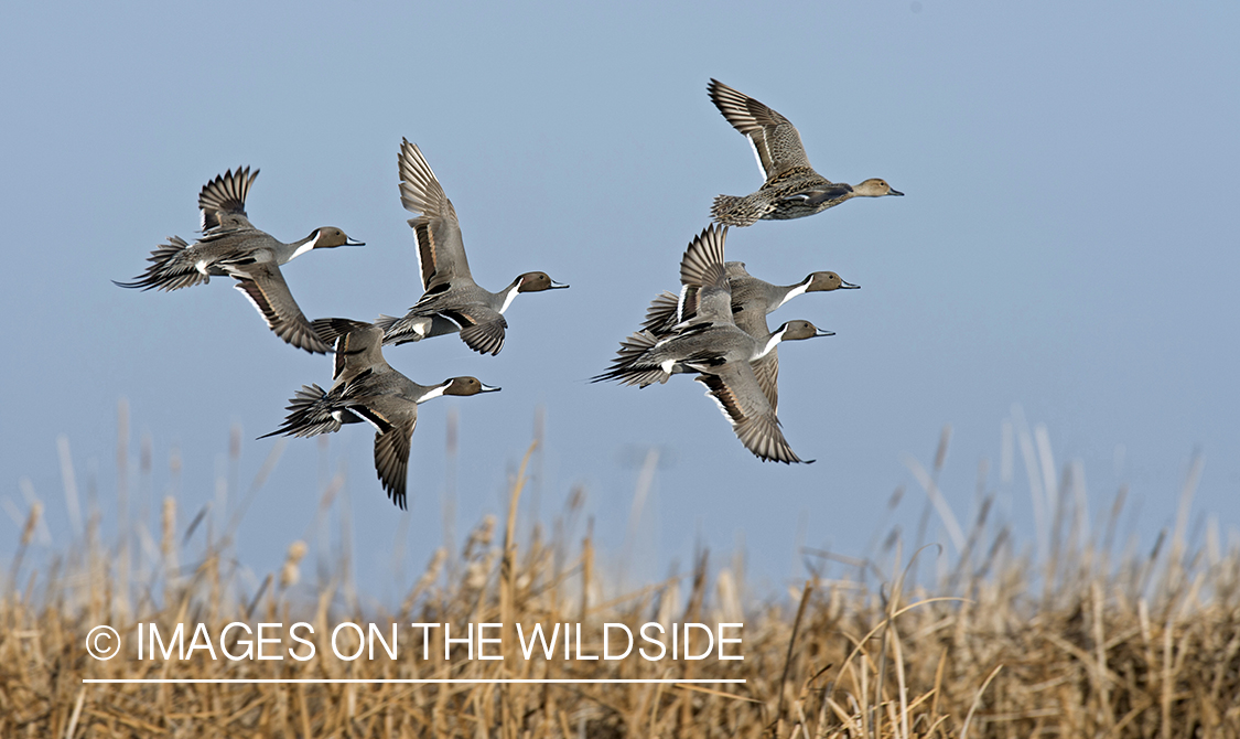 Pintails in flight.