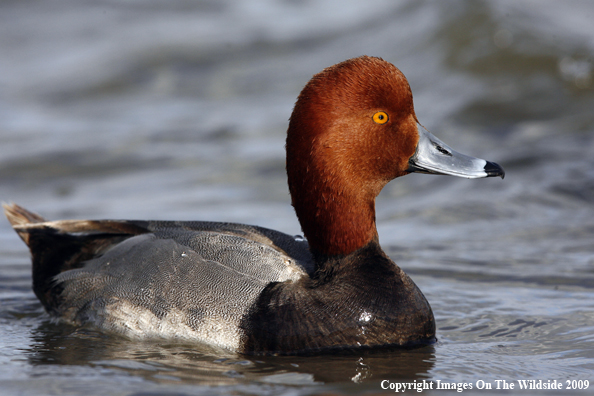 Redhead Drake